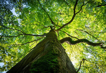 Fototapeta premium Green big leafy oak trees in the park