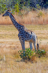 Giraffe in the Savannah Grasses
