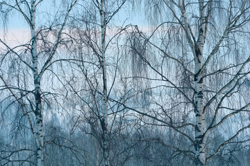 Photography from the landscape along former Skreiabanen Railroad between Lena and Kolbu, Toten, Norway, a day of January 2025.
