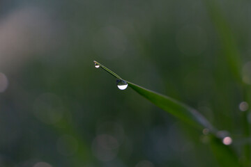 Dew or rain drops on fresh green wheat on sunrise. Nice bokeh effect of early morning golden hour. Meditation of plants birds and insects. Sun glares in a village. Kyiv, Ukraine. High resolution.