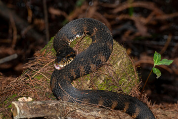 Close up view of a Southern Watersnake in the Florida Everglades