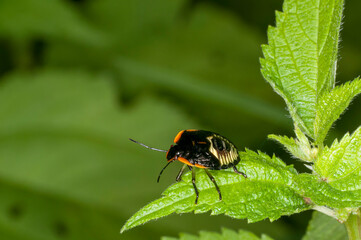 Colorful Green Stink Bug nymph resting on green plant leaf.