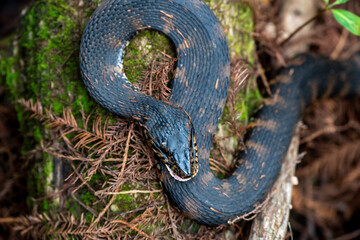 Close up view of a Southern Watersnake in the Florida Everglades