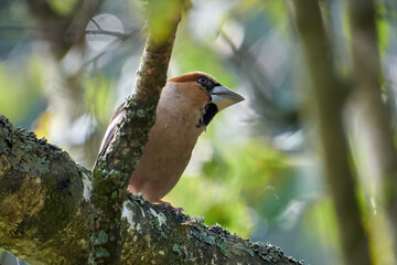 a bird sitting on a branch