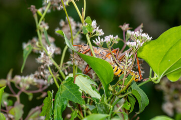 Southeastern Lubber Grasshopper feeding on Climbing Hempvine in Florida