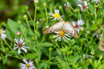 Top view of a White Peacock butterfly feeding on aster flower in Florida