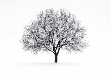 Fototapeta premium winter tree snow isolated on white winter tree snow isolated on white