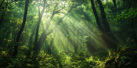 Obraz premium Bright rays of sunlight shine through the lush foliage in a vibrant forest, illuminating the serene landscape filled with greenery and shadows