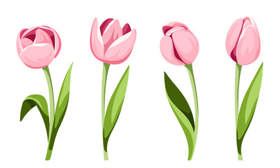 Pink tulips. Set of tulip flowers isolated on a white background. Vector illustrations