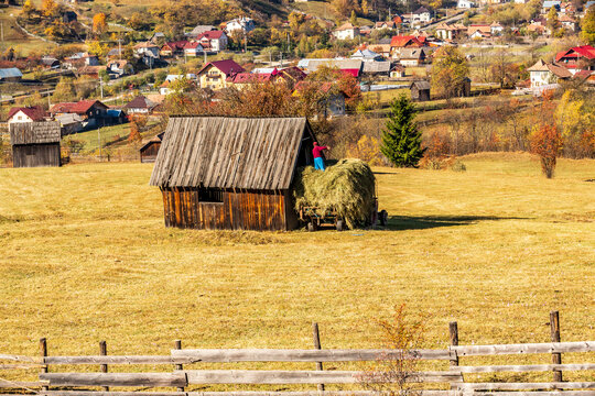 Romania, Prahova County, Bucegi mountains, Busteni. Pitchforking hay into a barn.