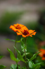 Orange Flower