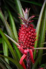 Pineapple plant