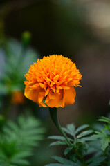 Orange Flower 
