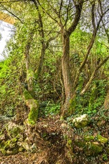 Spain, Galicia. Path along the Camino de Santiago outside of Sarria, Spain