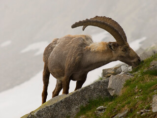 Antrona Valley Mountain goat 