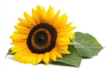 Fototapeta premium Single Sunflower with Leaves