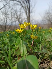 yellow flowers in the garden