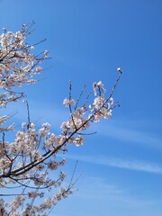 cherry blossom against sky