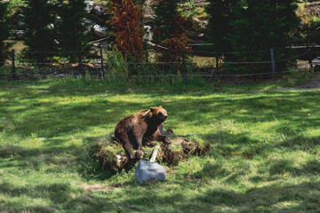 Brown bear on a meadow, in a zoo enclosement - matte look