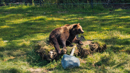 Brown bear in a zoo