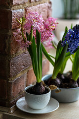 Concept of spring home gardening. Hyacinth flowers with bulbs in ceramic and metal pots. Cozy kitchen or patio interior, hobby and leisure, domestic life. Ecology, earth day, environment