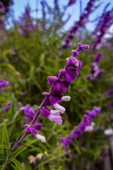 Obraz premium Macro shot of a vibrant purple flower with fuzzy petals, showcasing delicate white tips. The blurred green and purple background adds depth and highlights