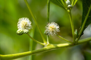 A close-up photograph showcasing two delicate white flowers with intricate filaments, surrounded by green stems and leaves in a soft-focus natural setting.