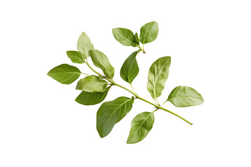 Fototapeta premium basil isolated on transparent background
