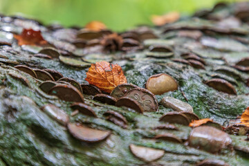 England, Yorkshire Dales. Barden, Skipton. Close-up of Coins embedded in the Wishing Tree, Ingleton Waterfall Trail.