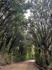 Fototapeta premium path in the forest