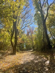 path in forest