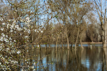 Obraz premium Spring flooding in Tisza river at Csongrad