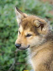 Sled dog puppy in the small town Uummannaq. During winter the dogs are still used as dog teams to pull sledges of fishermen. Greenland, Danish Territory