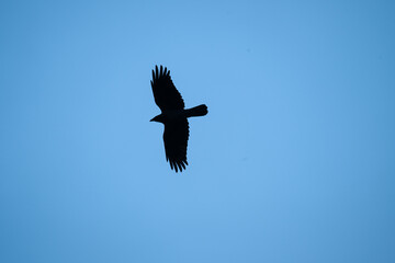 Large crow looking for food over a field.
