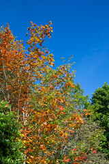 Autumn colours of a Maple Tree against blue sky on a September morning