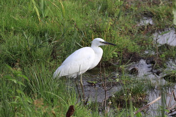 Fototapeta premium White bird near a water body