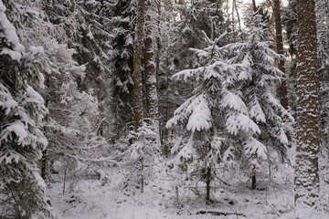 Beautiful winter scenery with snow-covered spruce trees