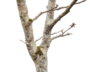 Isolated Bare Tree Trunk with Branches
