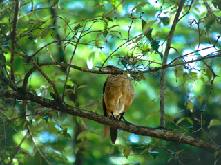 Bird on tree
