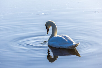 A close up of a swan in Sussex on a cold winter's morning © lemanieh
