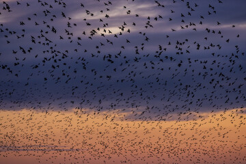 An abundance of starlings during a murmuration, against a sunset sky off the coast at Brighton