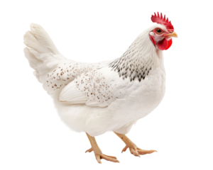 Isolated White Hen With Speckles