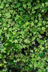 Wall of ivy plants in a garden.