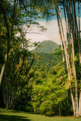 Balata Martinique exotic garden flowers 
