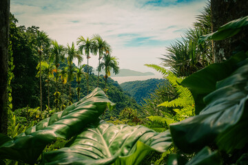 Balata Martinique exotic garden flowers 