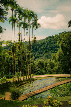 Balata Martinique exotic garden flowers 