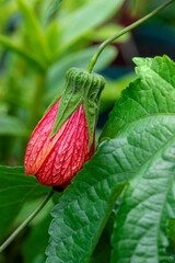Chinese lantern flower, red vein abutilon in a garden.