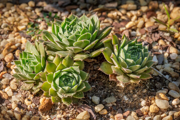 Fototapeta premium Hens and Chicks succulent in a garden.
