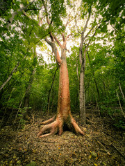Martinique tree forest