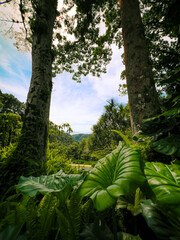 Balata Martinique exotic garden